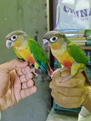 গ্রীনচেক কূনুর
