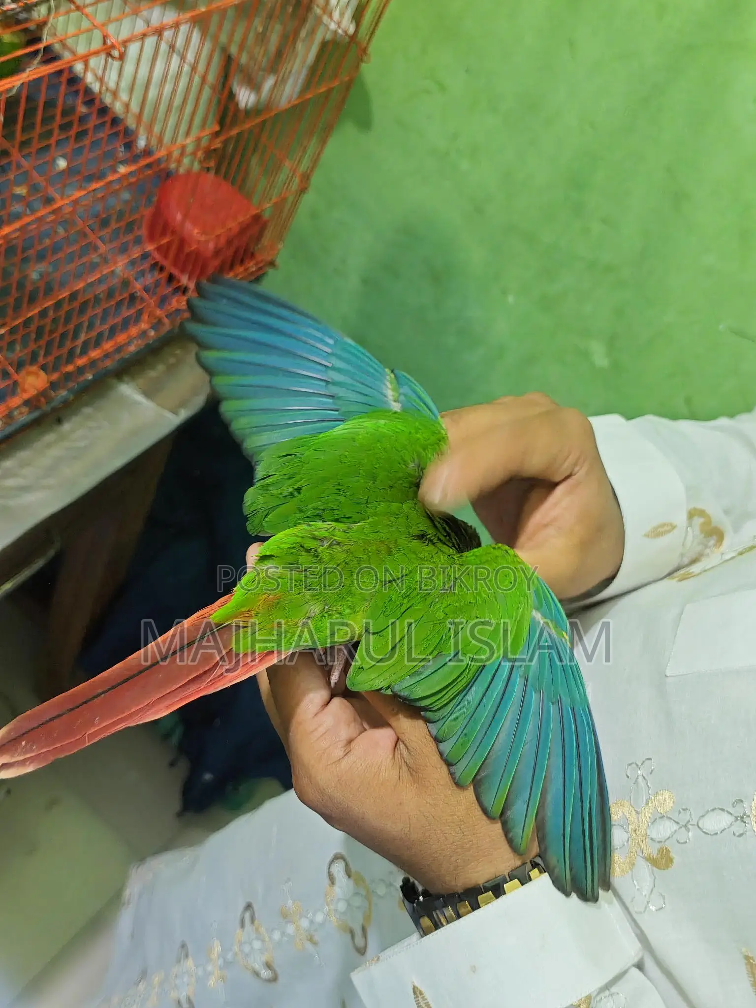 Green-cheek Conure