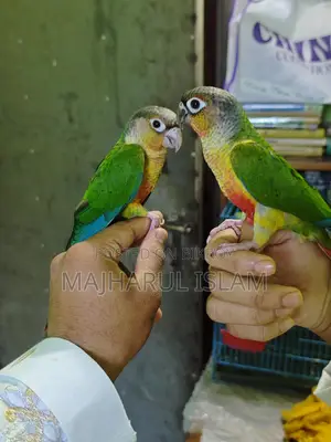 Green-cheek Conure