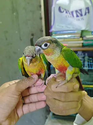 Green-cheek Conure