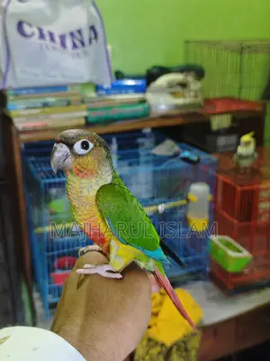 Green-cheek Conure