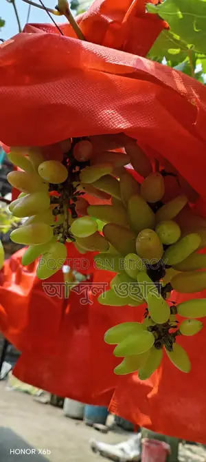 উন্নত জাতের বাংলাদেশের পরীক্ষিত আঙ্গুরের চারা
