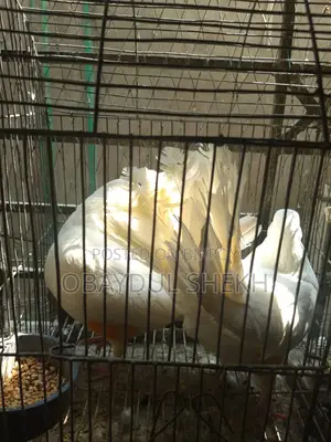 Pair of Lakha pigeons for sale