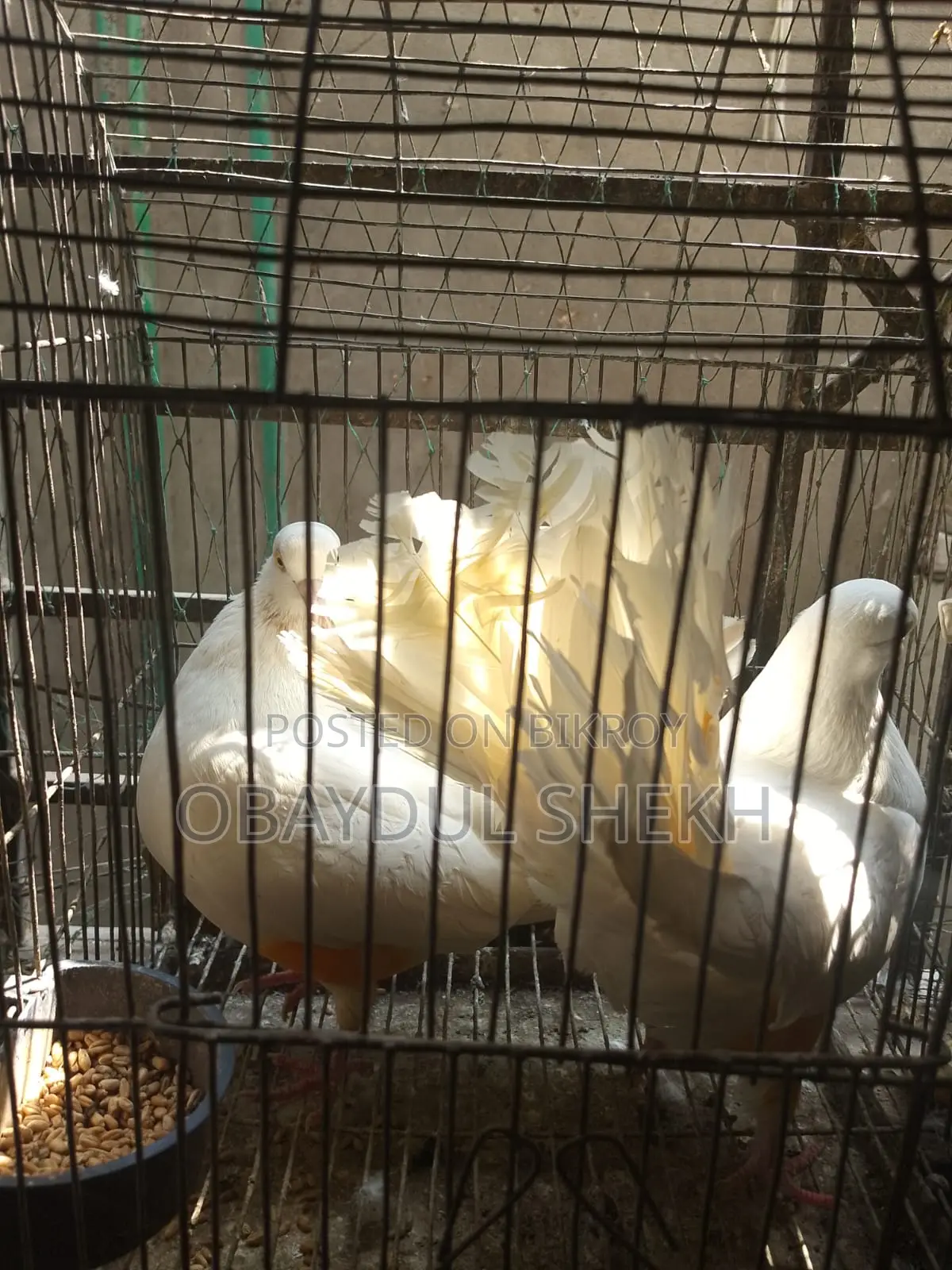 Pair of Lakha pigeons for sale