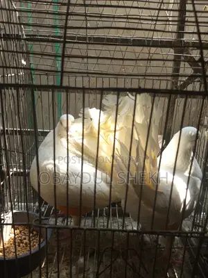 Pair of Lakha pigeons for sale