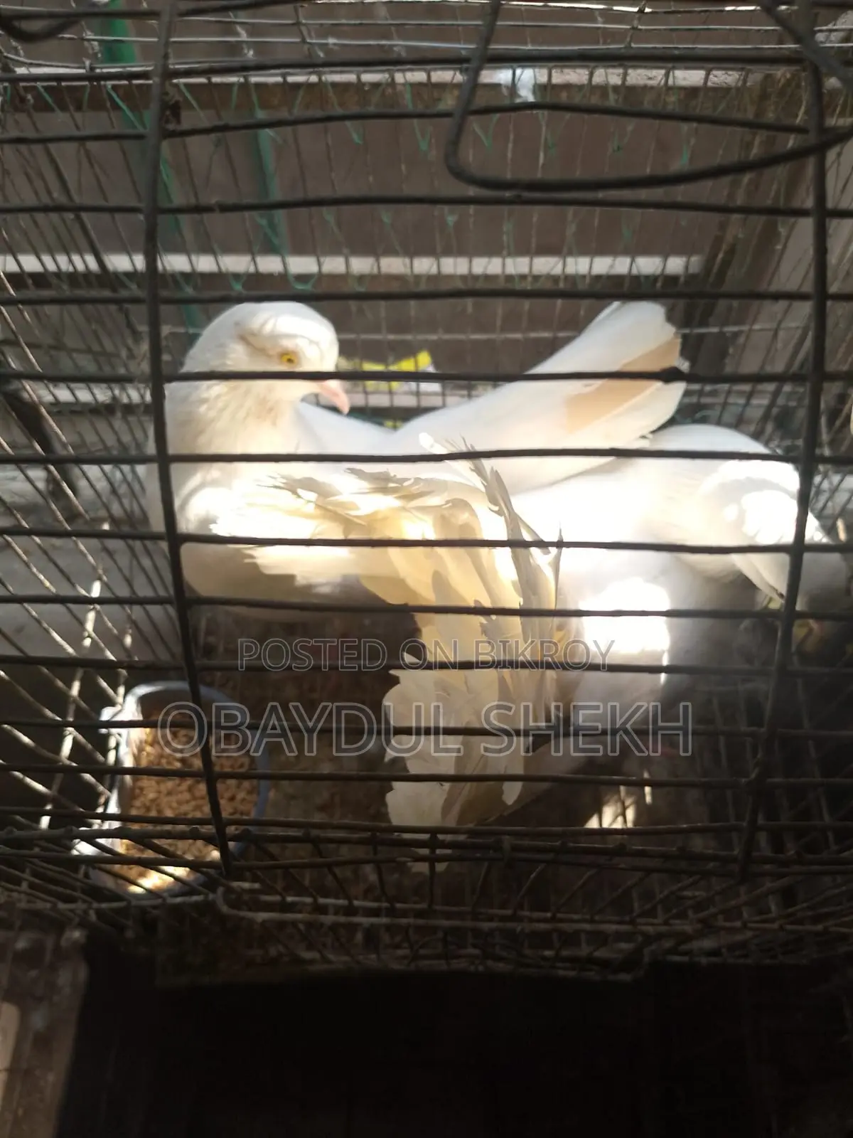 Pair of Lakha pigeons for sale