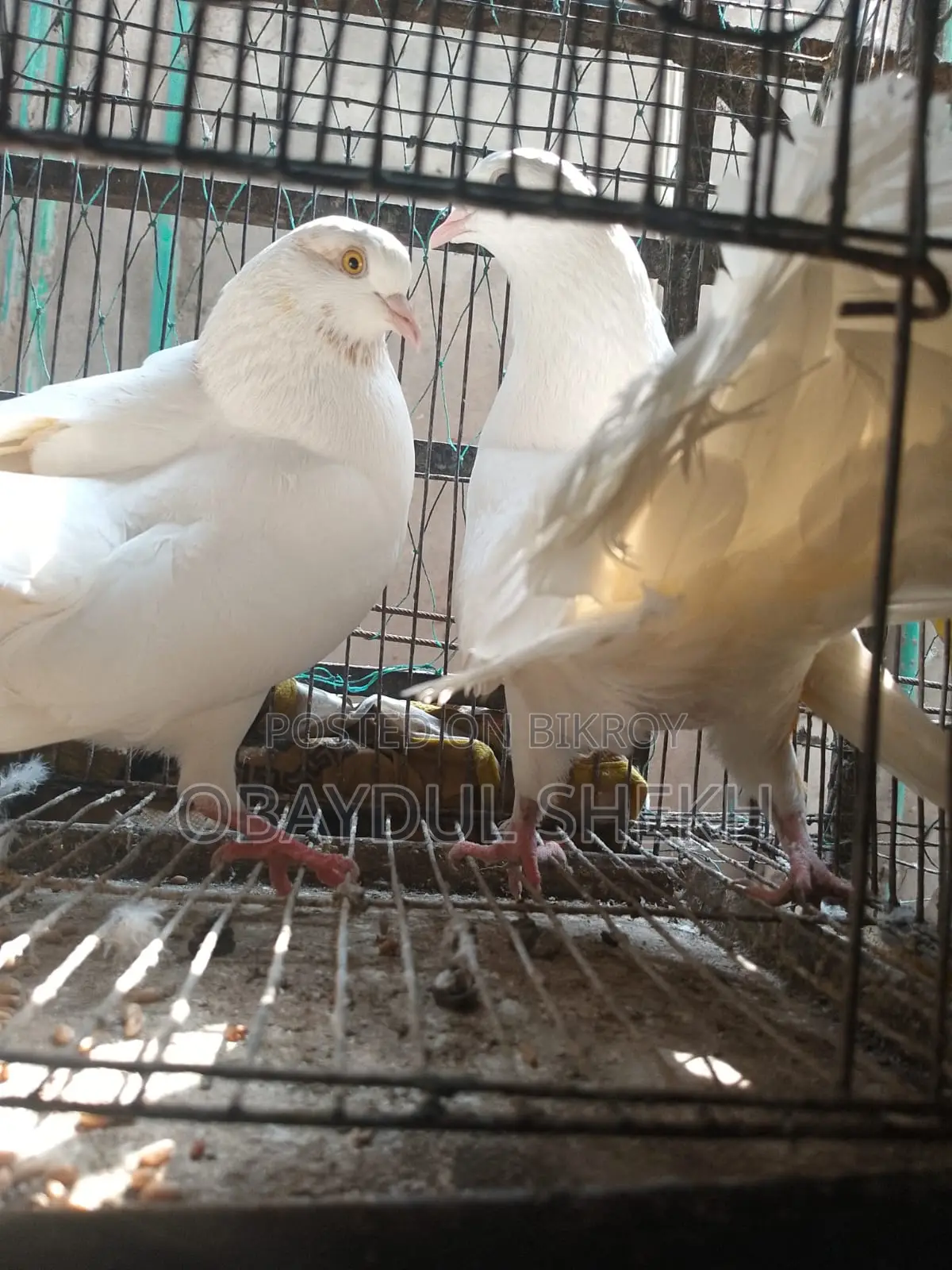 Pair of Lakha pigeons for sale