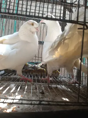 Pair of Lakha pigeons for sale