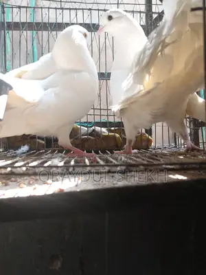 Pair of Lakha pigeons for sale