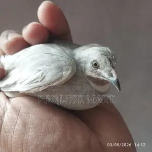 Active King Quail