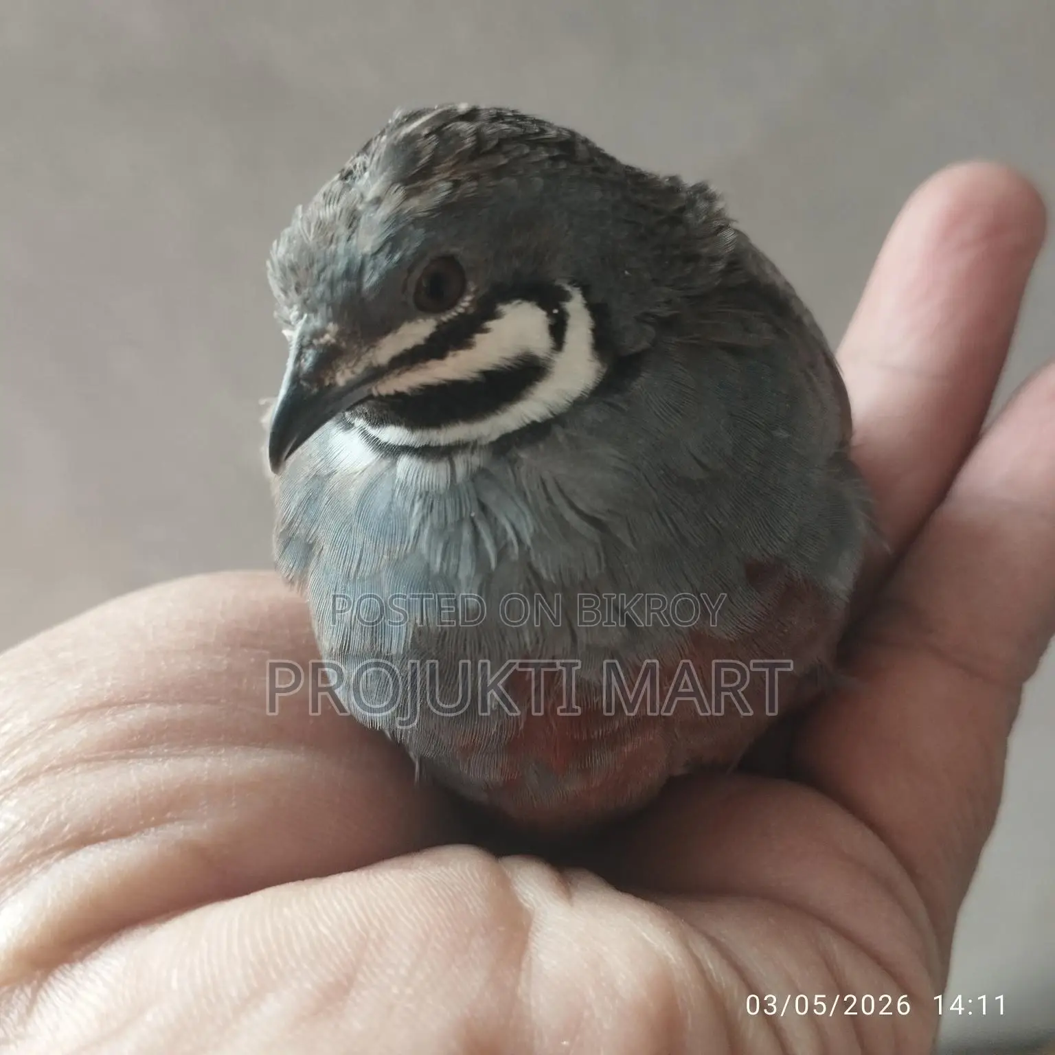 Active King Quail