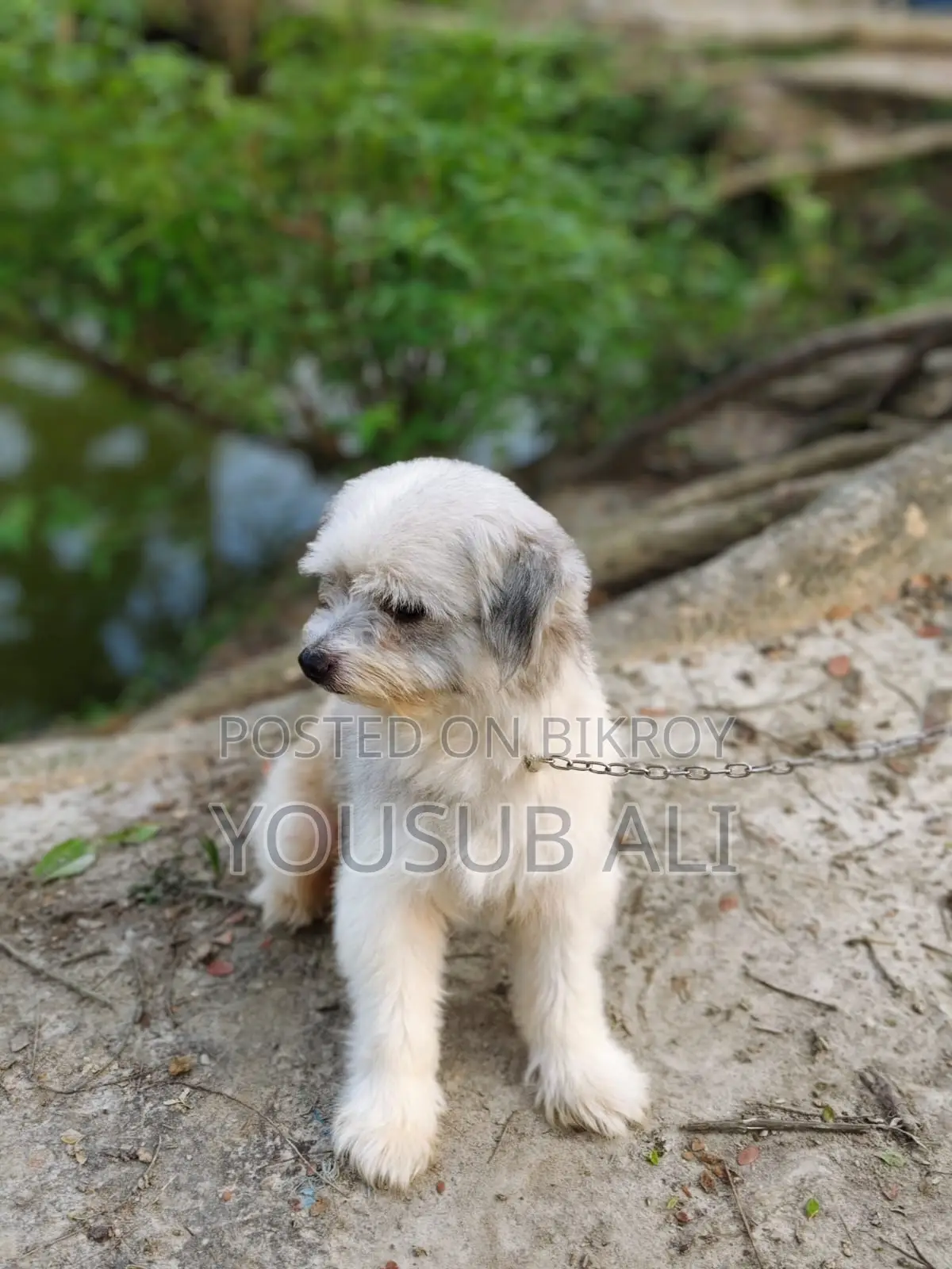 Lhasa Apso Dog for Sale ✔