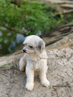 Lhasa Apso Dog for Sale ✔