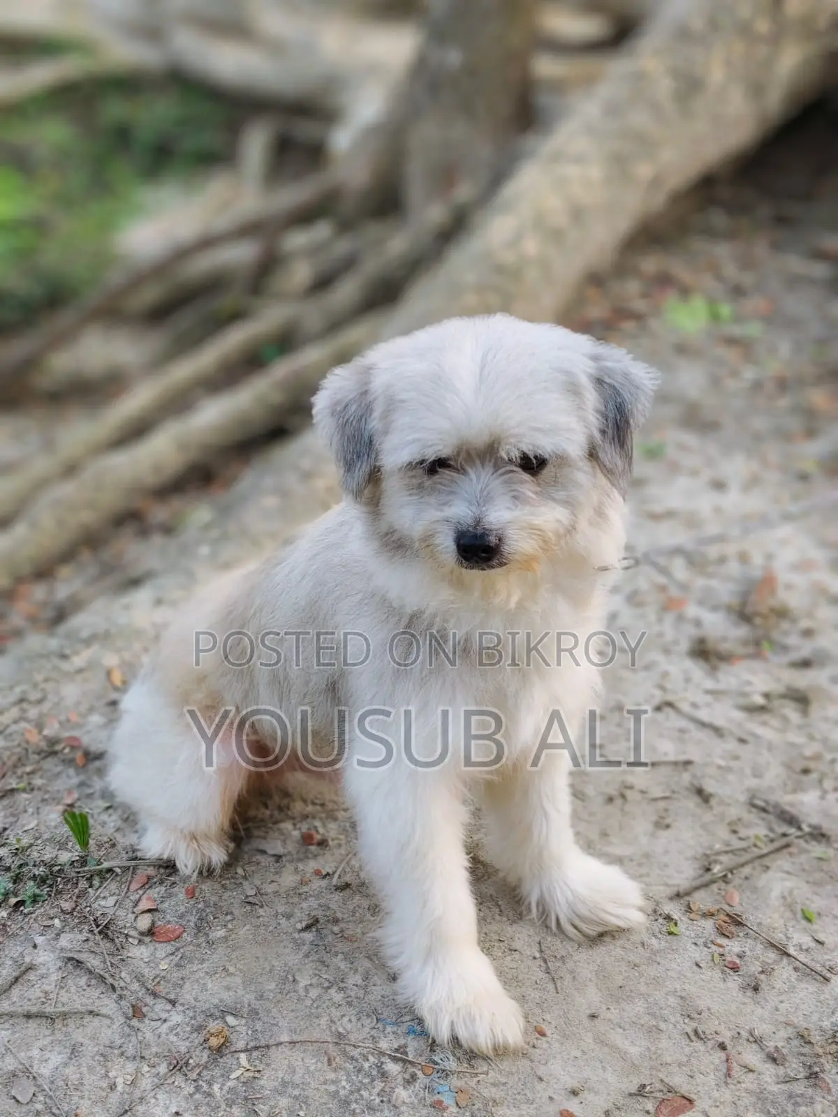 Lhasa Apso Dog for Sale ✔