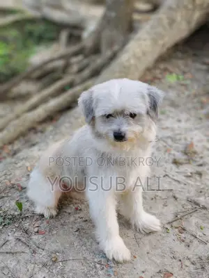 Lhasa Apso Dog for Sale ✔