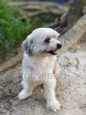 Lhasa Apso Dog for Sale ✔