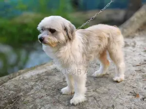 Lhasa Apso Dog for Sale ✔