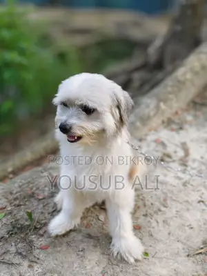Lhasa Apso Dog for Sale ✔