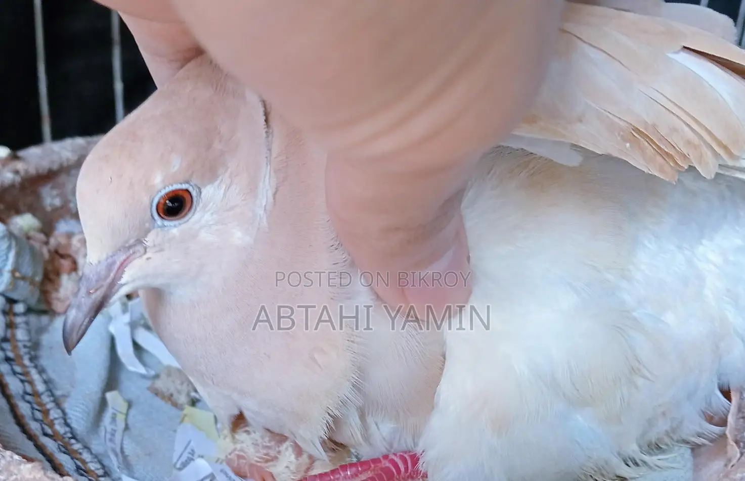 Australian Dove