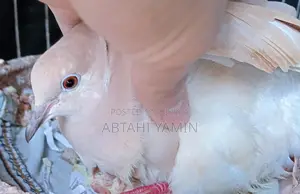 Australian Dove