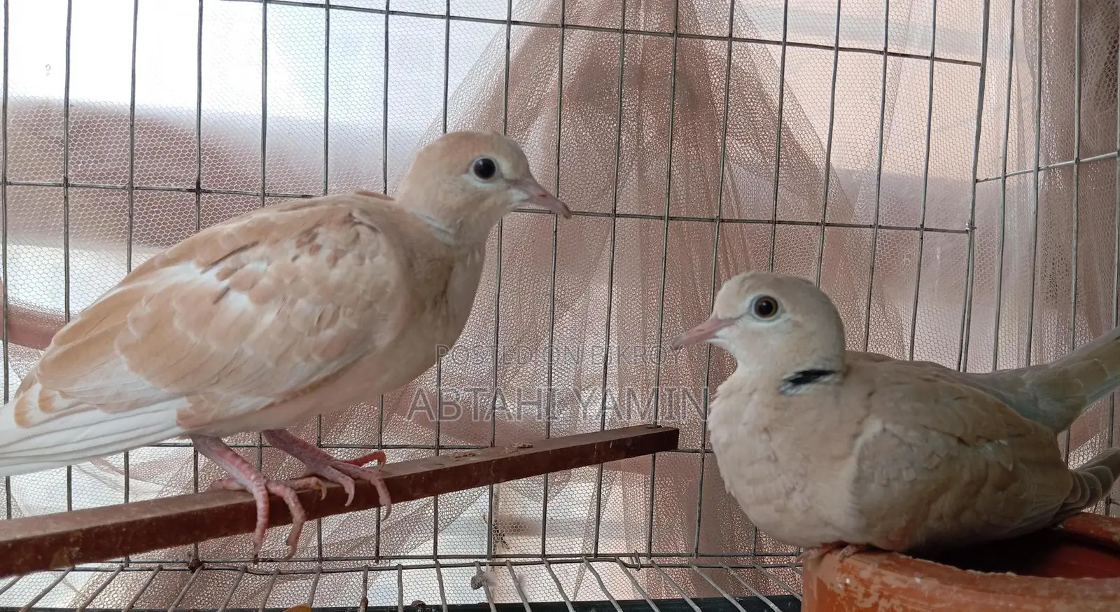 Australian Dove