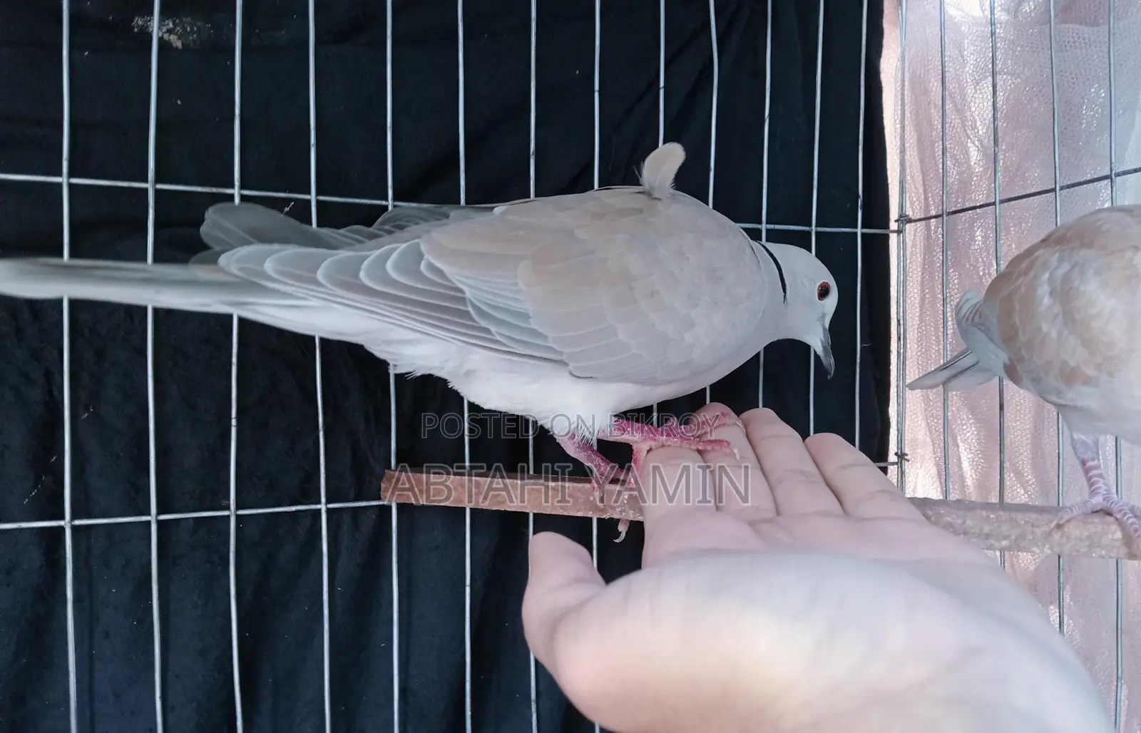 Australian Dove