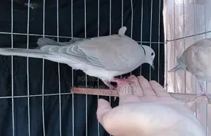 Australian Dove