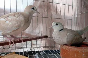 Australian Dove