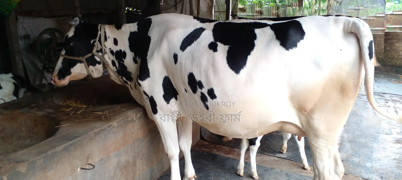 Cow No. 1112, Bhola Breed.