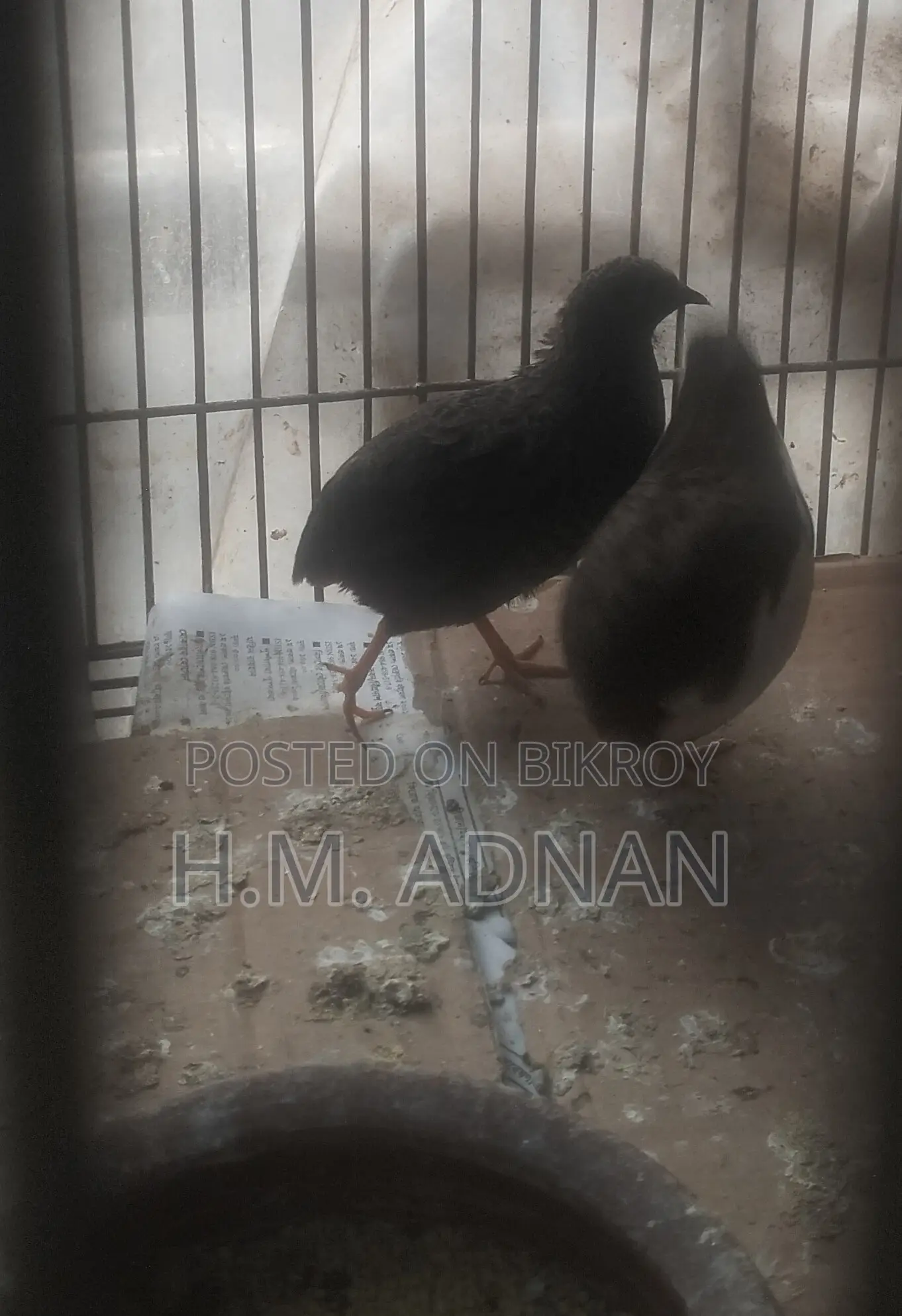 King Quail!!! Eggs Confirmed!!! At a Low Price