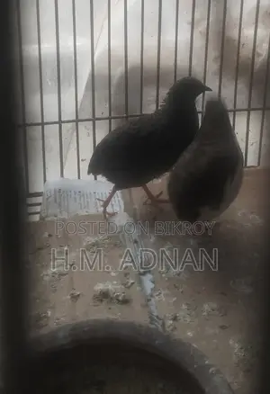 King Quail!!! Eggs Confirmed!!! At a Low Price