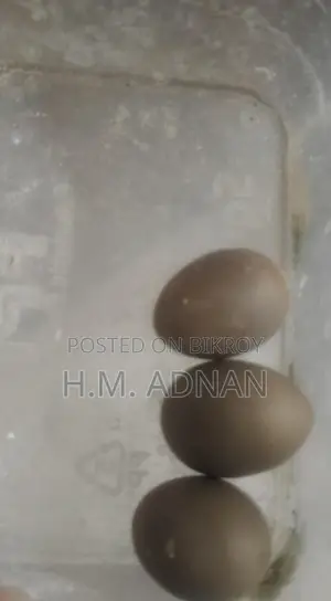 King Quail!!! Eggs Confirmed!!! At a Low Price