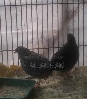 King Quail!!! Eggs Confirmed!!! At a Low Price