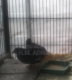 King Quail!!! Eggs Confirmed!!! At a Low Price