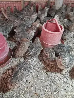 Quail Bird Sale
