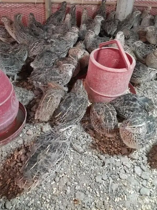 Quail Bird Sale