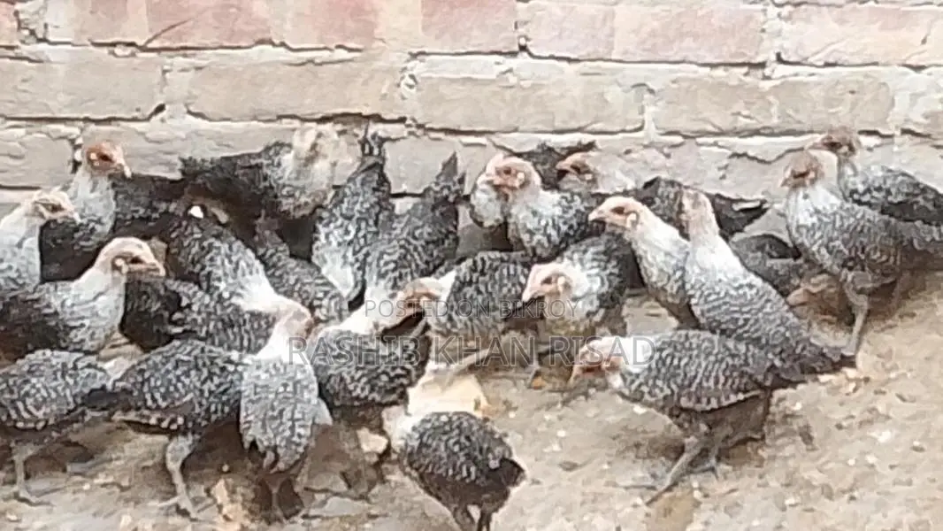 Egyptian Fayoumi Chicks