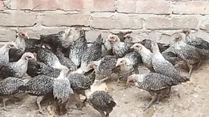 মিশরীয় ফাওমী মুরগীর বাচ্চা