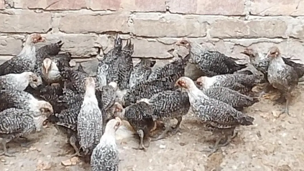 Egyptian Fayoumi Chicks