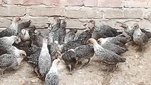 Egyptian Fayoumi Chicks