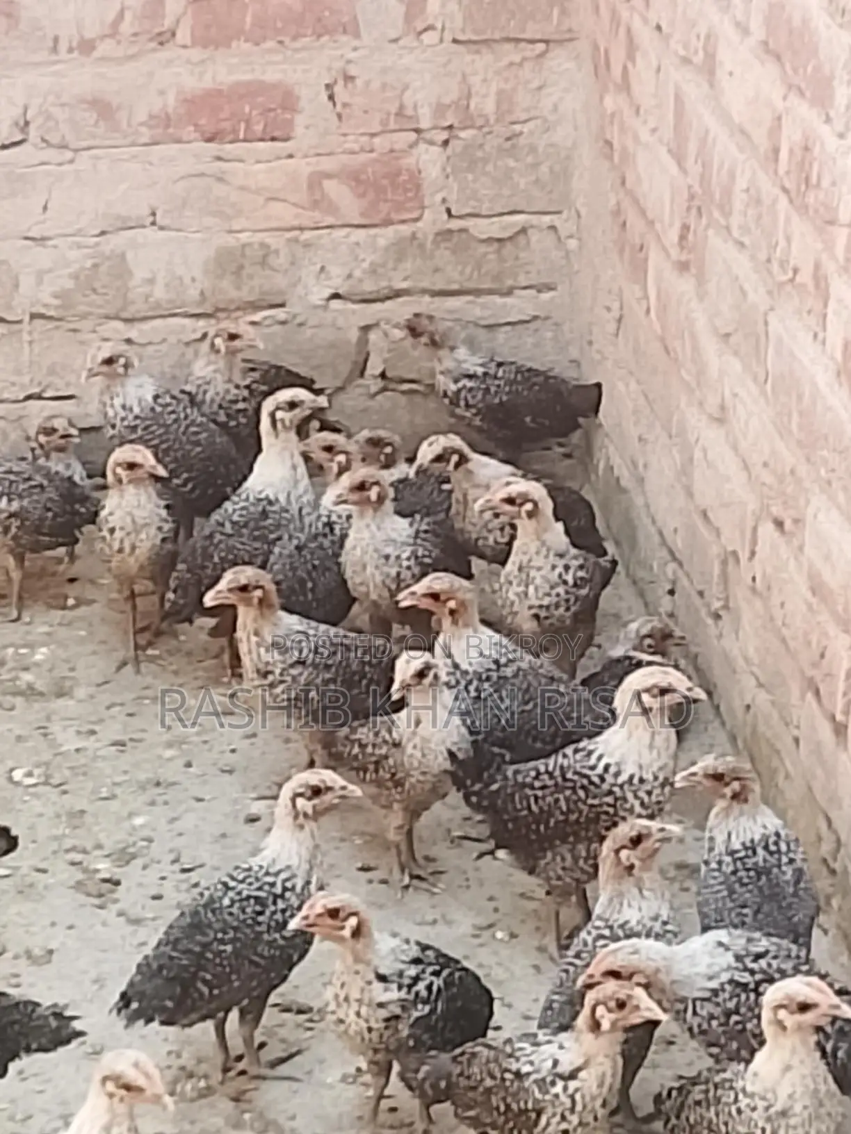 Egyptian Fayoumi Chicks
