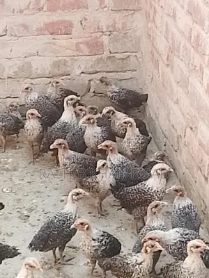Egyptian Fayoumi Chicks