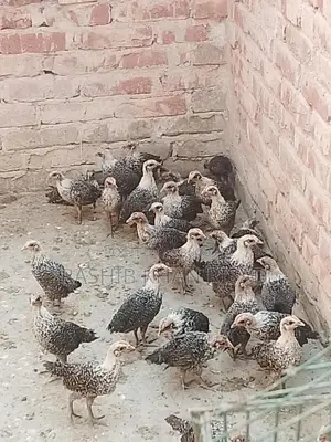Egyptian Fayoumi Chicks