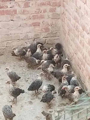Egyptian Fayoumi Chicks
