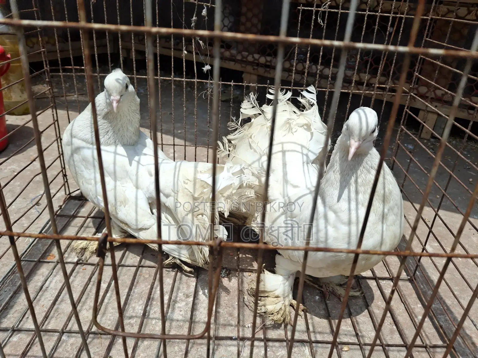 Pigeons