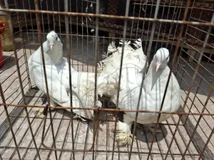 Pigeons