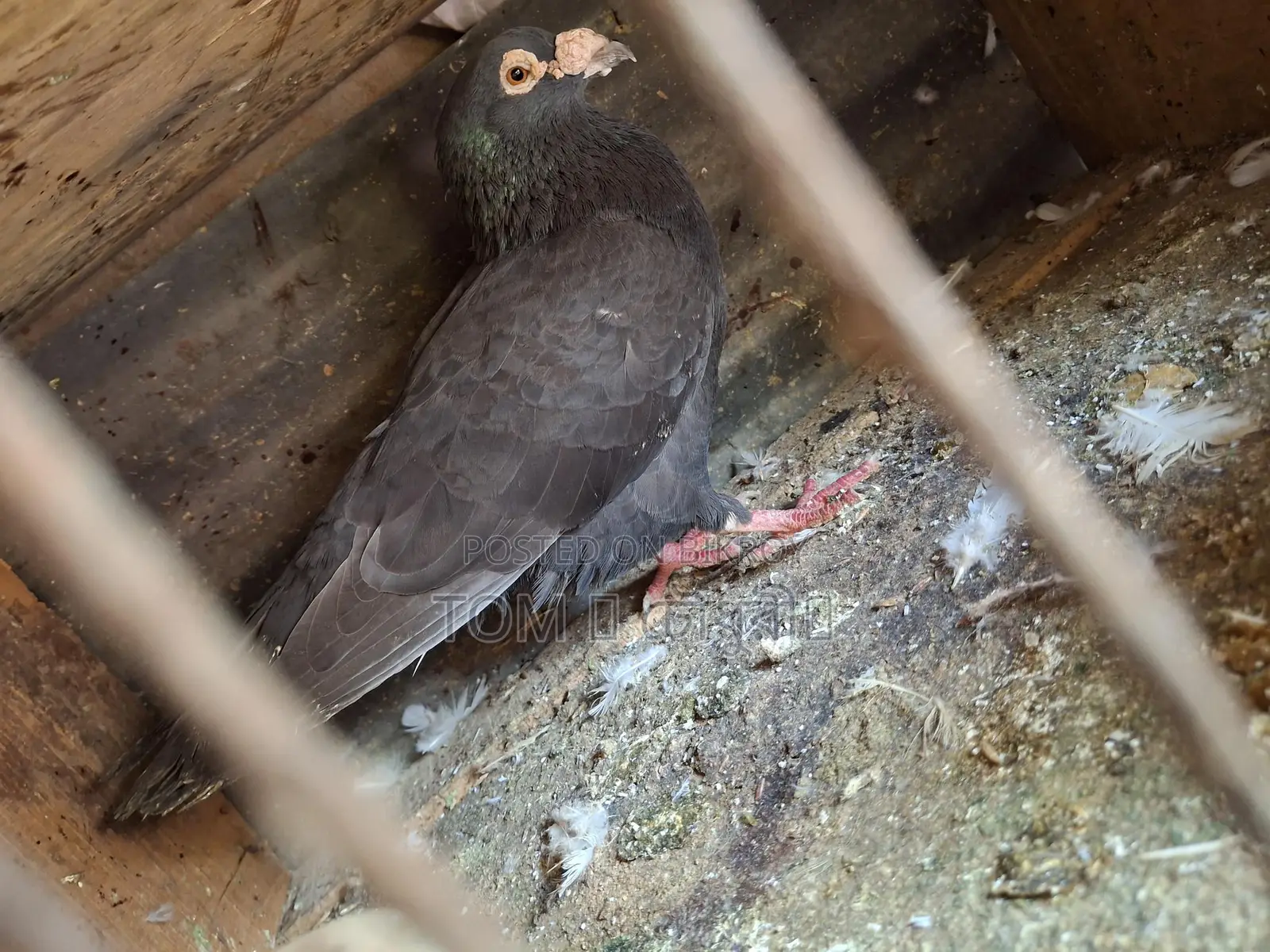 Pigeons