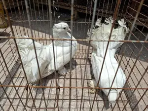 Pigeons