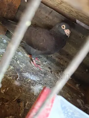 Pigeons