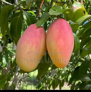 কিং অব চাকাপাত